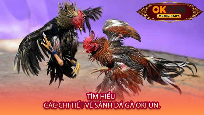 Tìm Hiểu Các Chi Tiết Về Sảnh Đá Gà OKFUN.